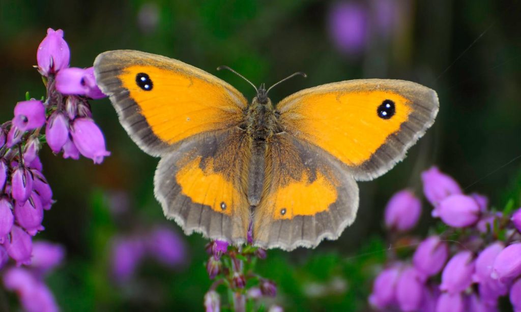 Gatekeeper sursa foto:butterfly-conservation.org