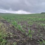 Foto: Nămoluri de epurare