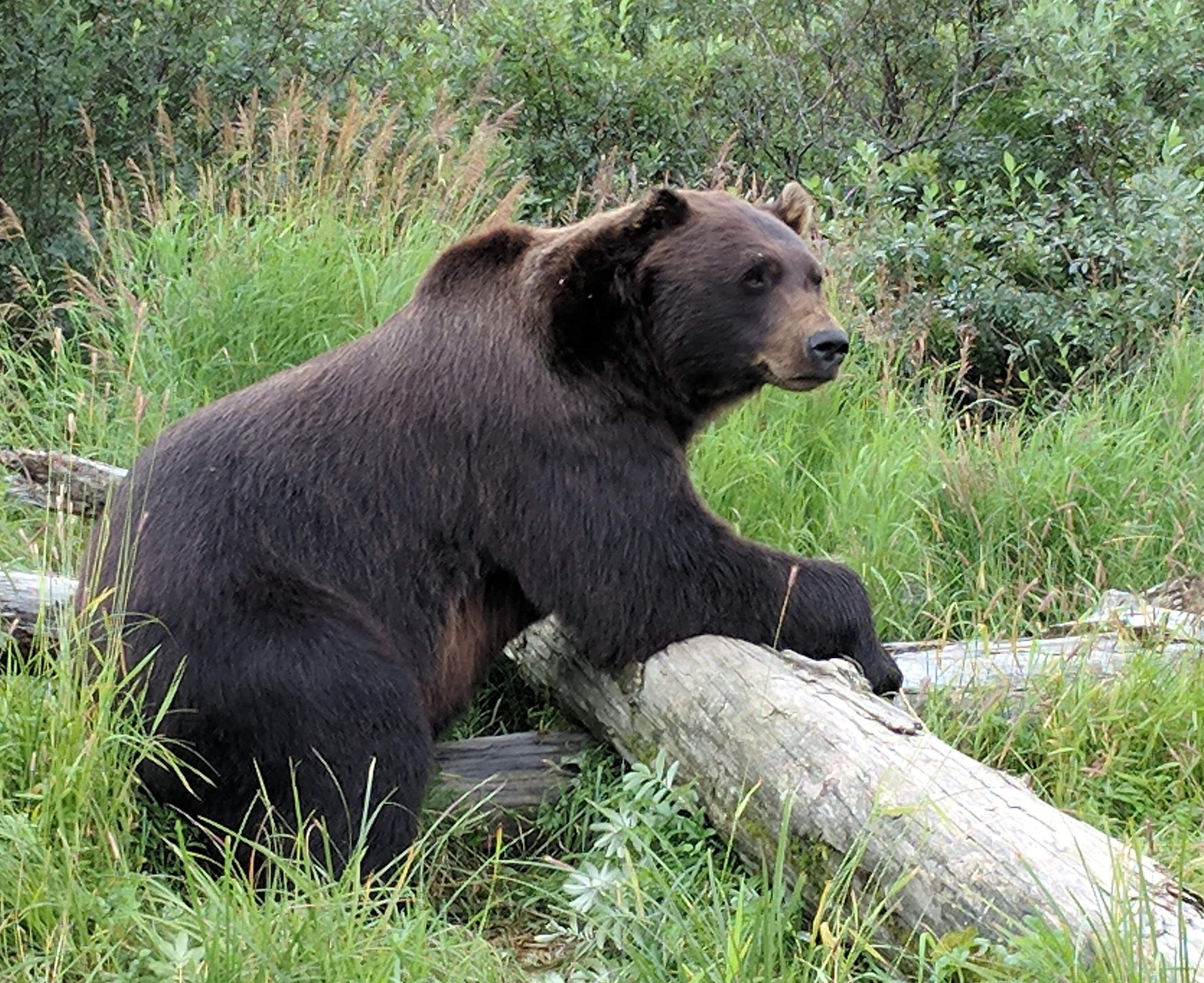 Foto: Urs in Alaska Wildlife Sanctuary in Girwood, Alaska. Sursa: Len "Doc" Radin | Flickr