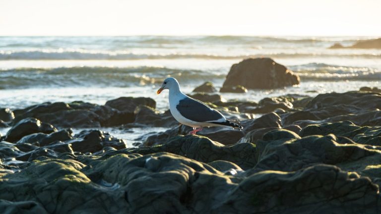 Foto: Golf, ©Toritherose11 | Pixabay