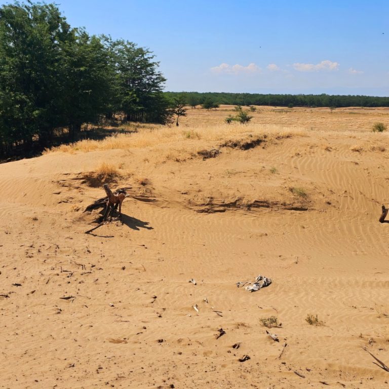 Fără împăduriri, deșertul ajunge la marginea Craiovei până-n 2100