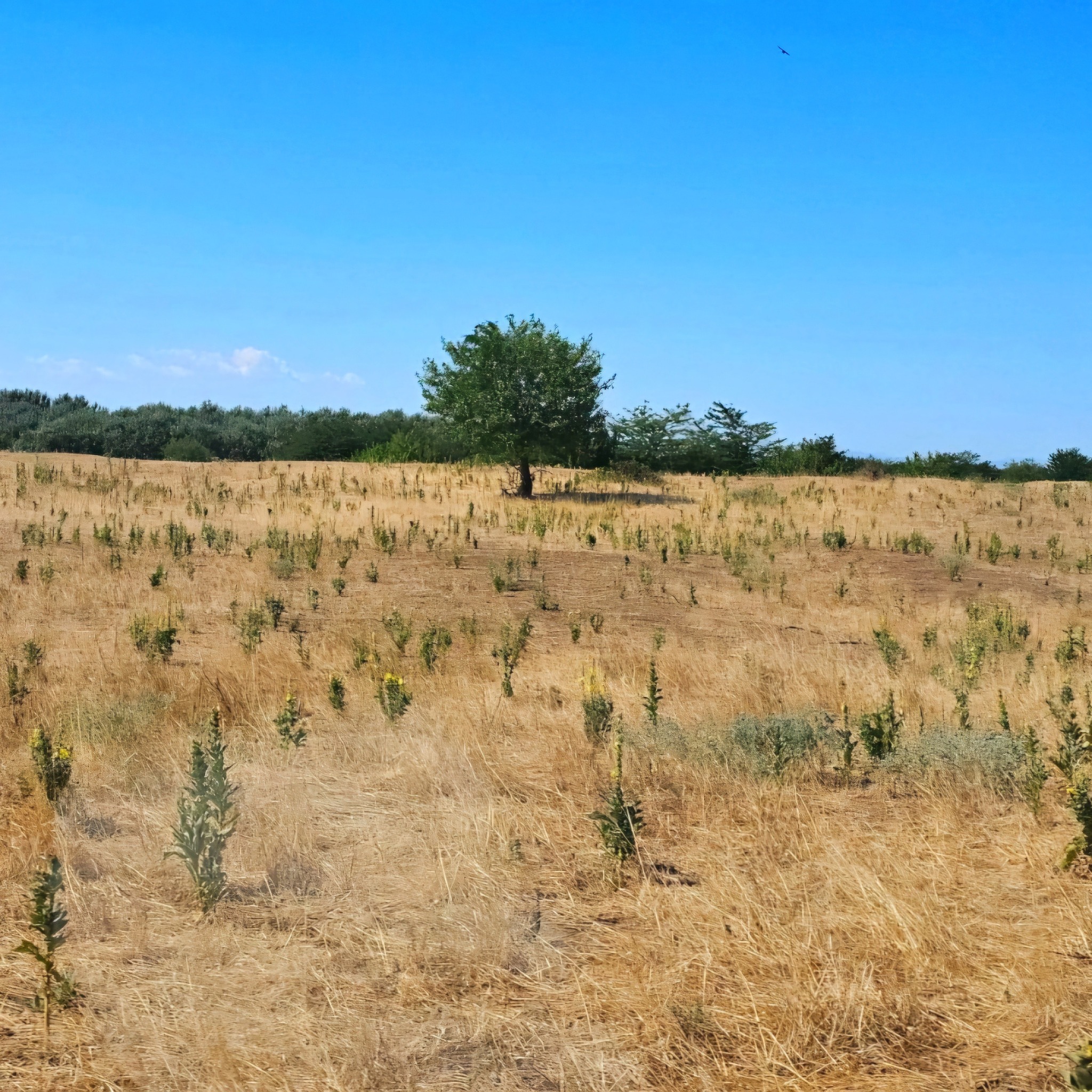 Deșertificare teren