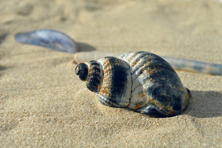 Foto: Crustacee, ©neelam279 | Pixabay