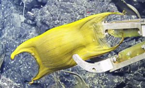 Un ou gigant depus de skate-ul alb din Pacific, strălucind în apele întunecate ale oceanului adânc. sursa foto:earth.com