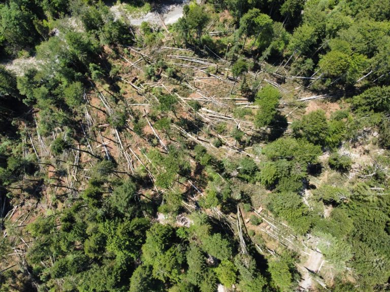 Doborâtură sursa foto: Garda Forestieră Națională