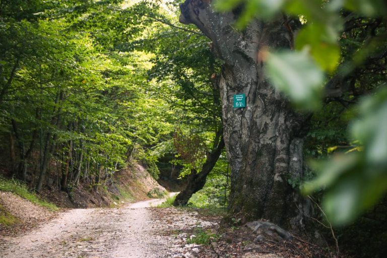Foto: Poteca tematică Arhitecții Naturii, ©Conservation Carpathia