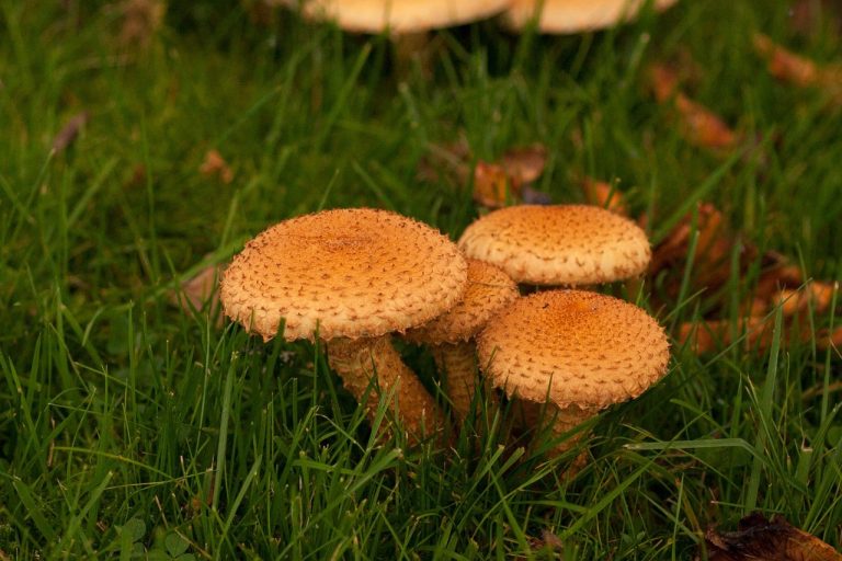 Foto: Ciuperci de toamnă, ©Bokfink1 | Pixabay