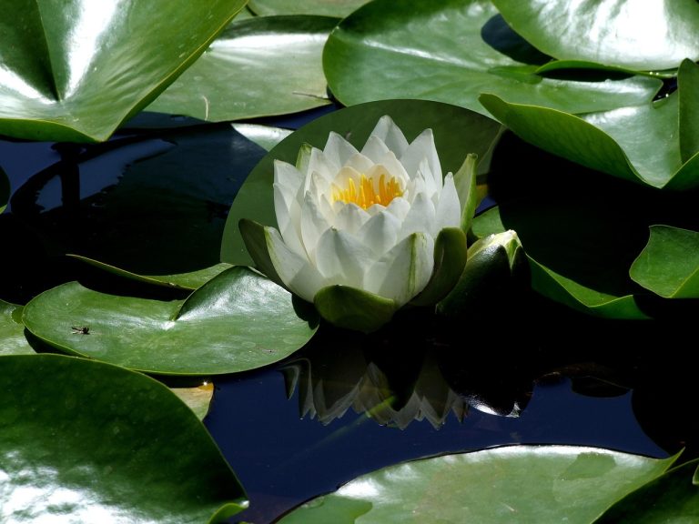 Foto: Floare de lotus, ©ADD | Pixabay
