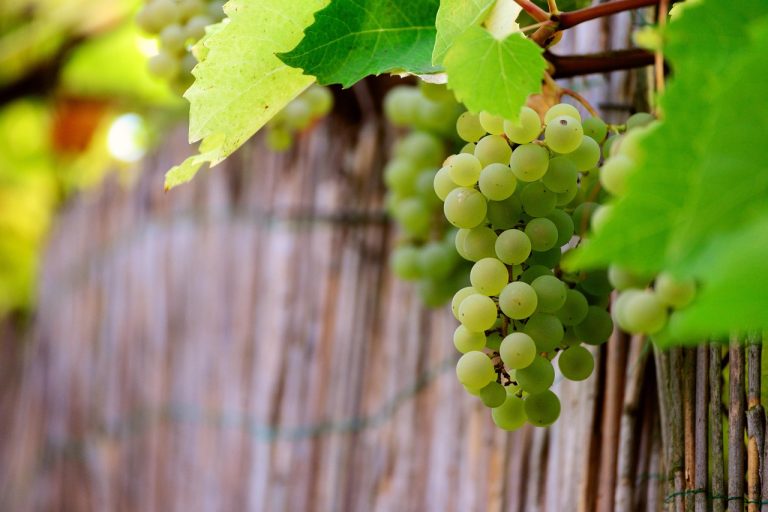 Foto: Viță de vie, ©congerdesign | Pixabay