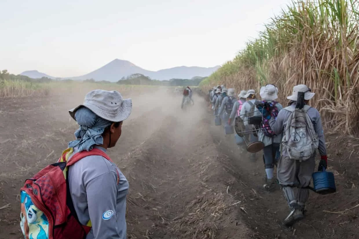 Muncitori pe câmpul de trestie de zahăr, purtând echipament de protecție. Sursa foto:Ed Kashi