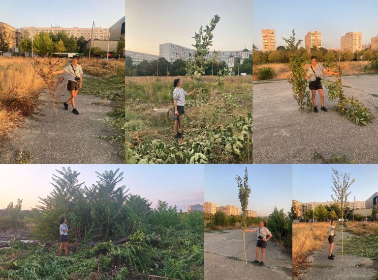 Foto: Nuci din parcul IOR, ©Aici a fost o pădure/Aici ar putea fi o pădure