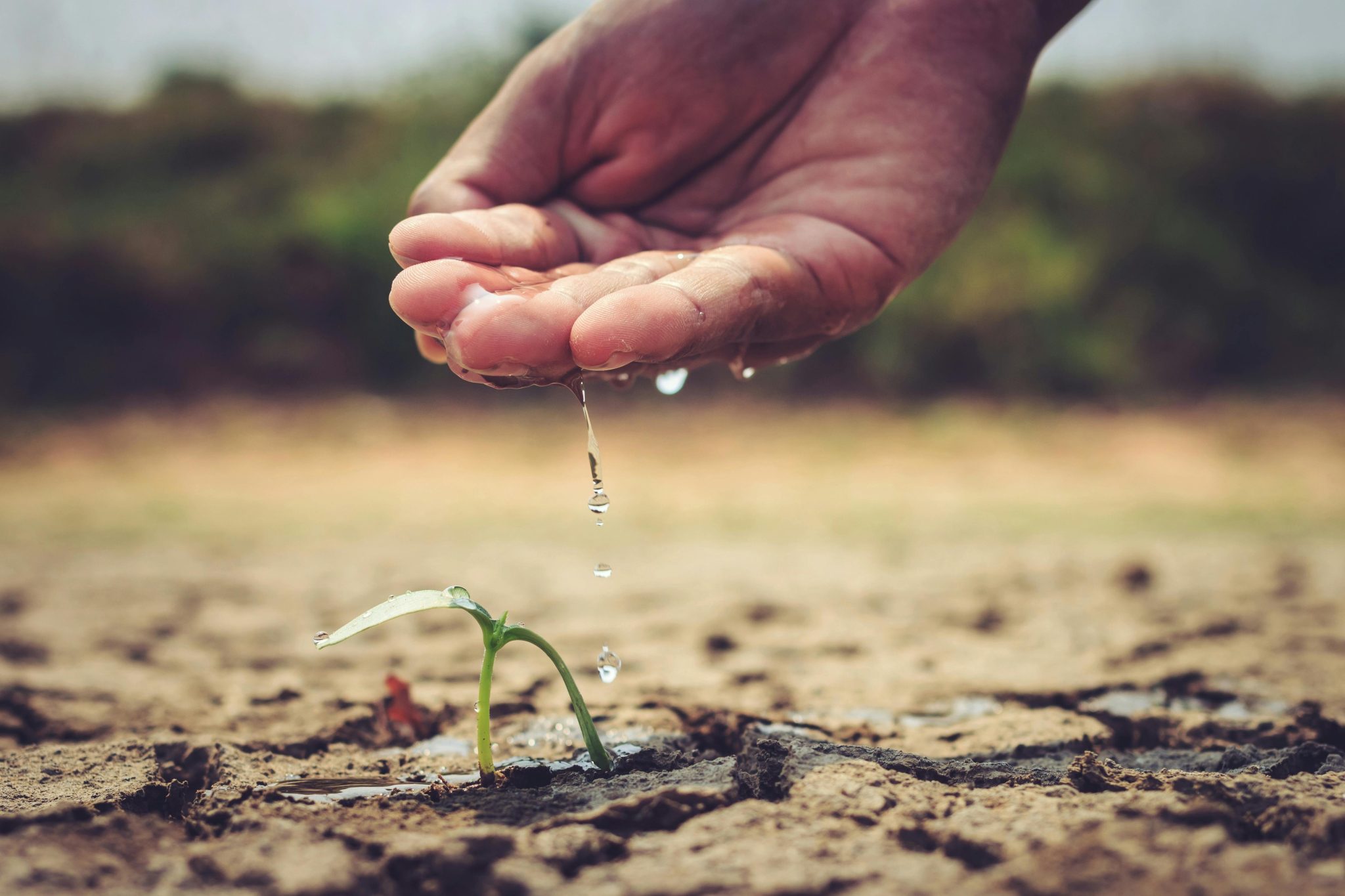 Un gest simplu de apărare a vieții: apa oferită unei plante fragile, într-un sol uscat. Sursa foto:Kritsada Seekham/Pexels