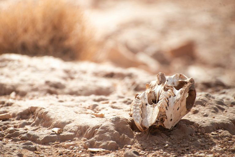 Un craniu de animal pe nisip uscat – imagine puternică a fragilității vieții în fața secetei și a schimbărilor climatice. Sursa foto:Moaz Tobok/Pexels