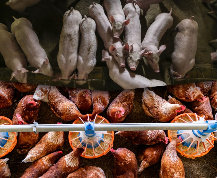 Foto: Fermele de porci și păsări din Regatul Unit, ©Wild LIfe Trusts