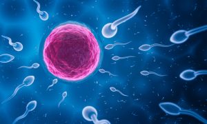 Spermatozoizi în mișcare, pregătiți să fecundeze ovulul. Sursa foto:birdsadvice.com