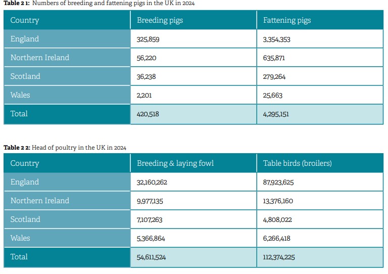 Numărul porcilor de reproducție și îngrășare și efectivele de păsări de curte din Regatul Unit în 2024.