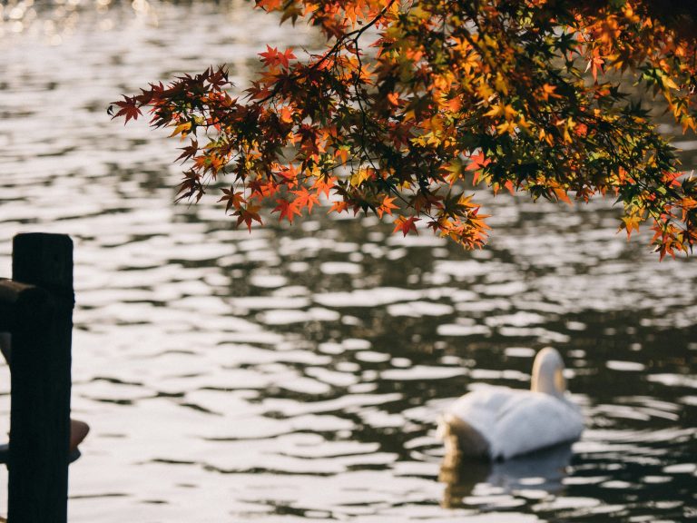 Foto: Lebădă pe lac, 31 octombrie 2022, ©ultratunafish | Unsplash