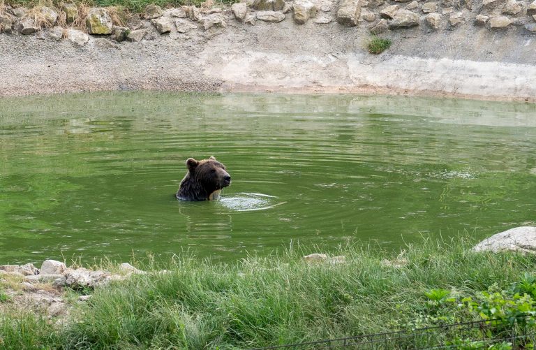 Frica de cei aproape 13.000 de urși