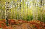 Pădure de mesteacăn Sursa foto: Romsilva