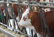 Foto: Fermă modernă, sursa Ministerul Agriculturii