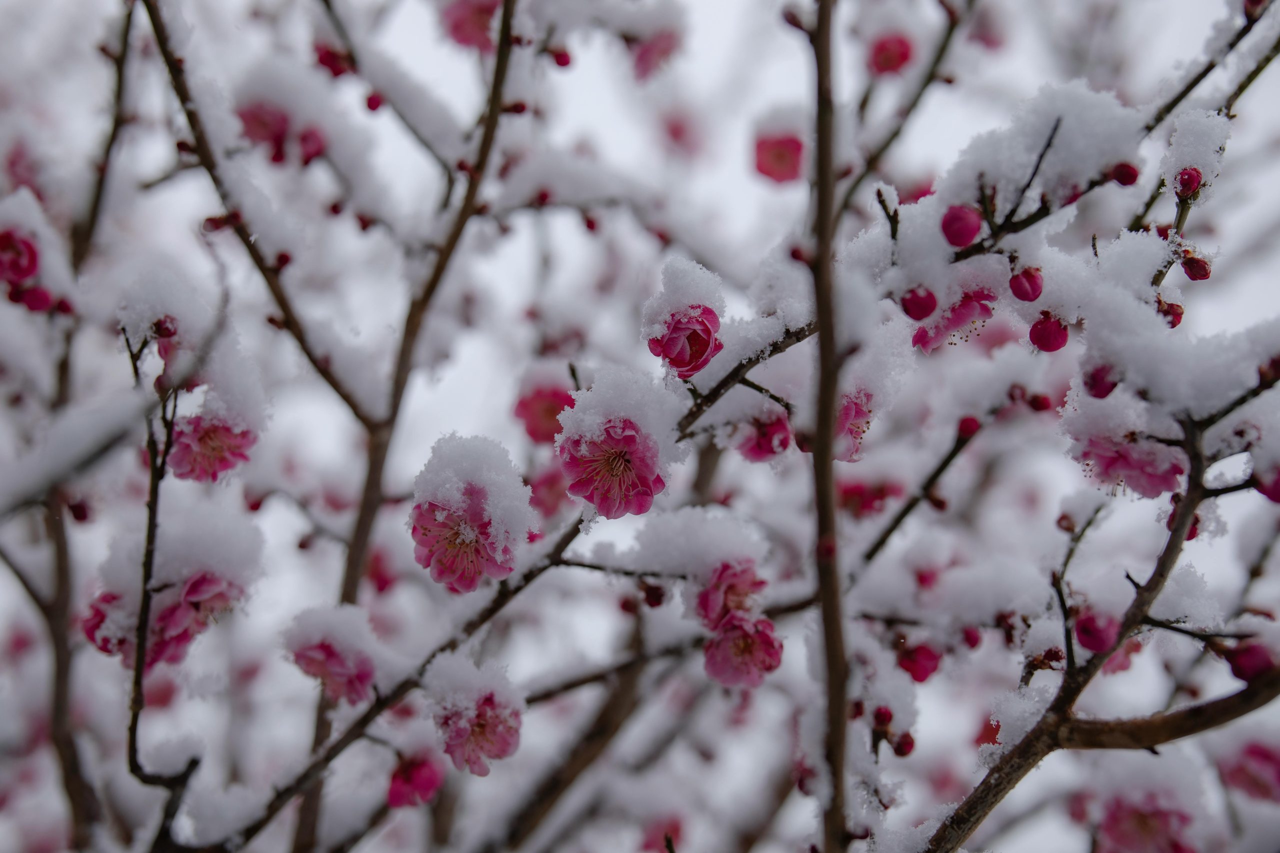 Flori de prun acoperite de zăpadă, simbol al primăverii întârziate și al înghețurilor care au afectat livezile europene în 2025. Sursa foto:Nui MALAMA/Pexels