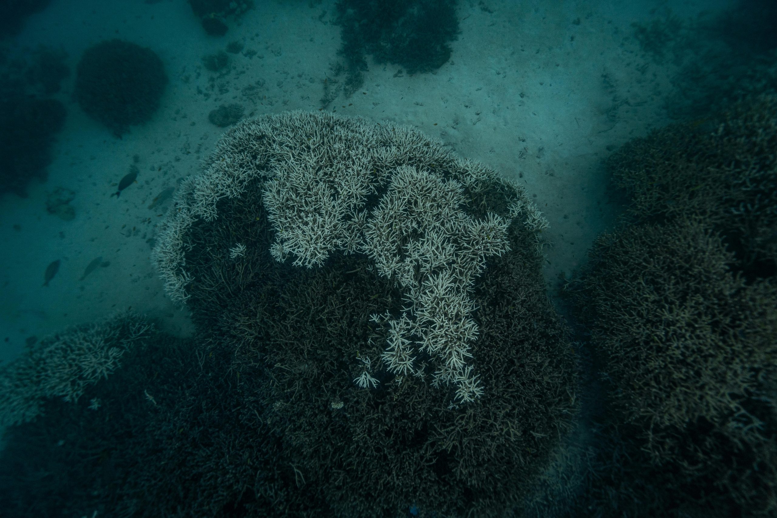 Corali decolorați sub apă. Sursa foto:Oscar Trisley/Pexels