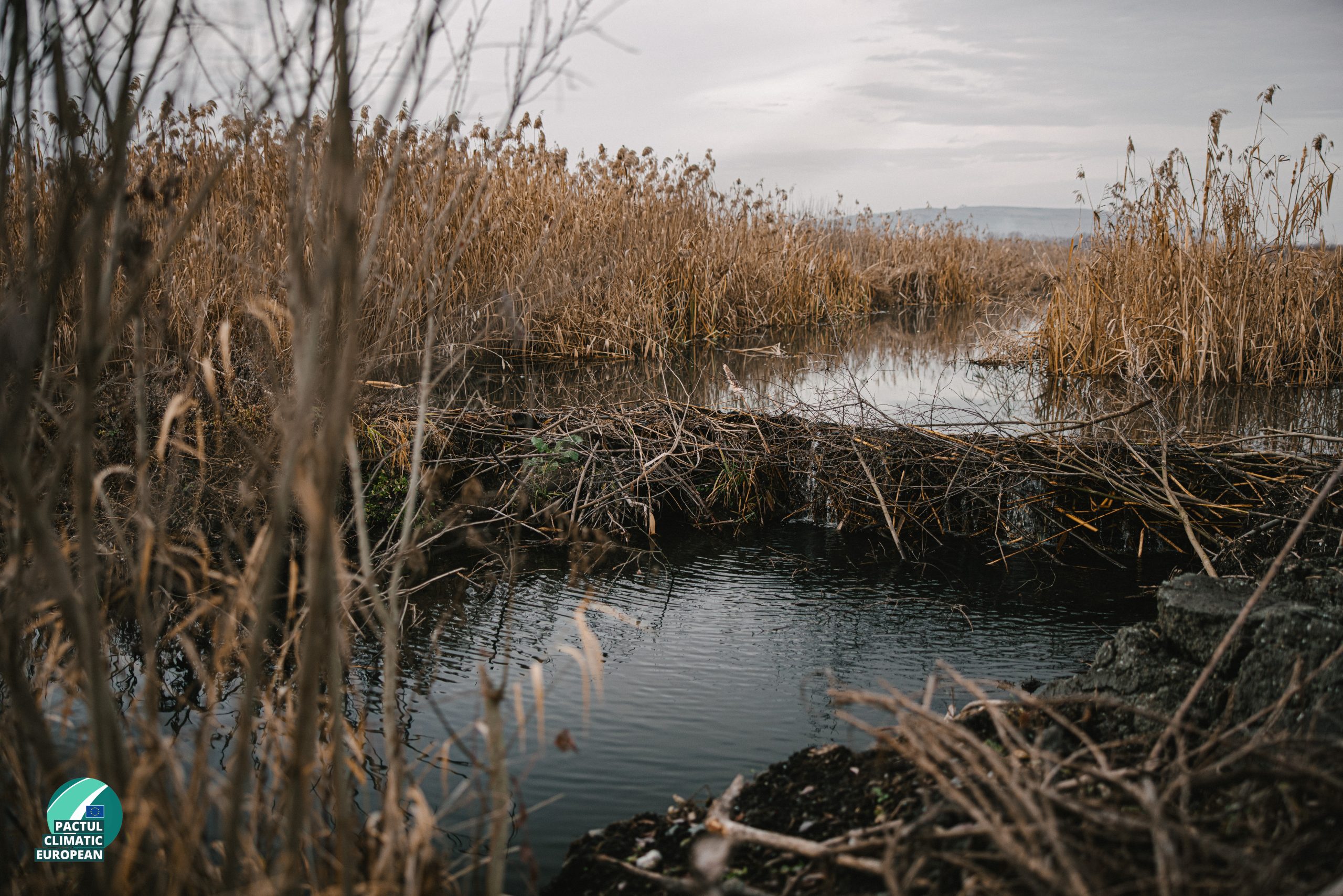 Foto: Baraj natural construit de castori, Miercurea Ciuc, 17 noiembrie 2025 | Sursa: CCIFER