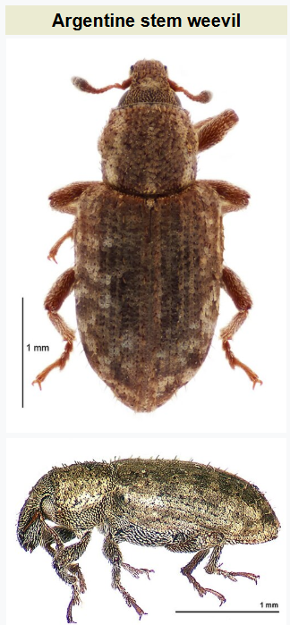 Larvă de Listronotus bonariensis („Argentine stem weevil”), dăunător invaziv al pășunilor, prezent deja în mai multe regiuni temperate. Specia poate provoca pierderi semnificative în agricultură. Sursa foto: Wikipedia.