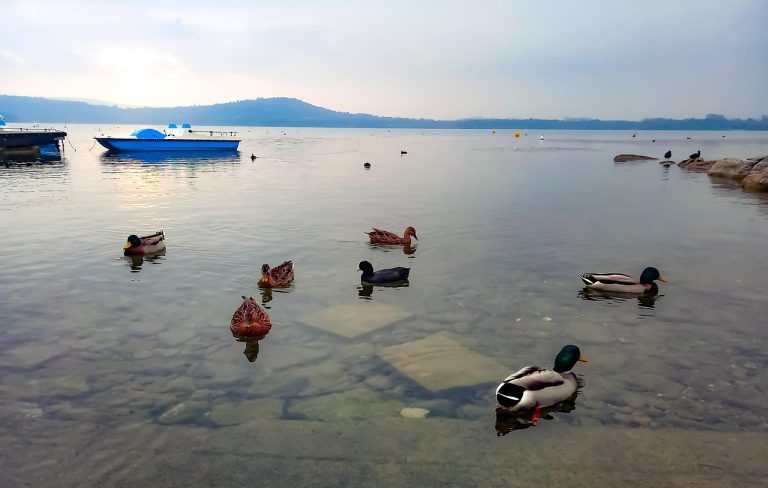 Foto: Peisaj lacustru, ©Greennix | Pixabay