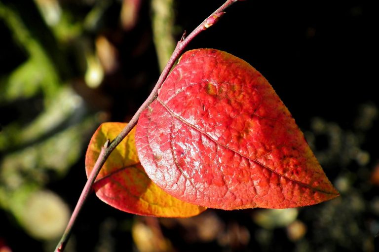 Foto: Frunze de toamnă, MrGajowy3© | Pixabay