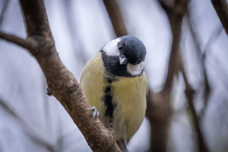 O pasăre mică, superb colorată, odihnindu-se pe o creangă în lumina blândă a unei toamne târzii. Sursa foto: Andrey Strizhkov/Unsplash