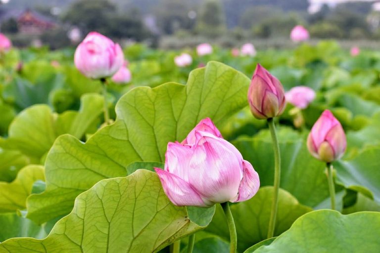 Foto: Flori de nufăr, ©violend | Pixabay