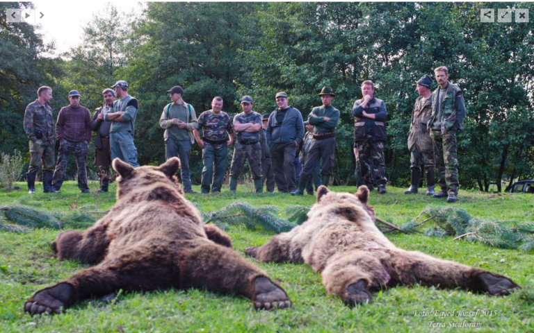 urși vânați