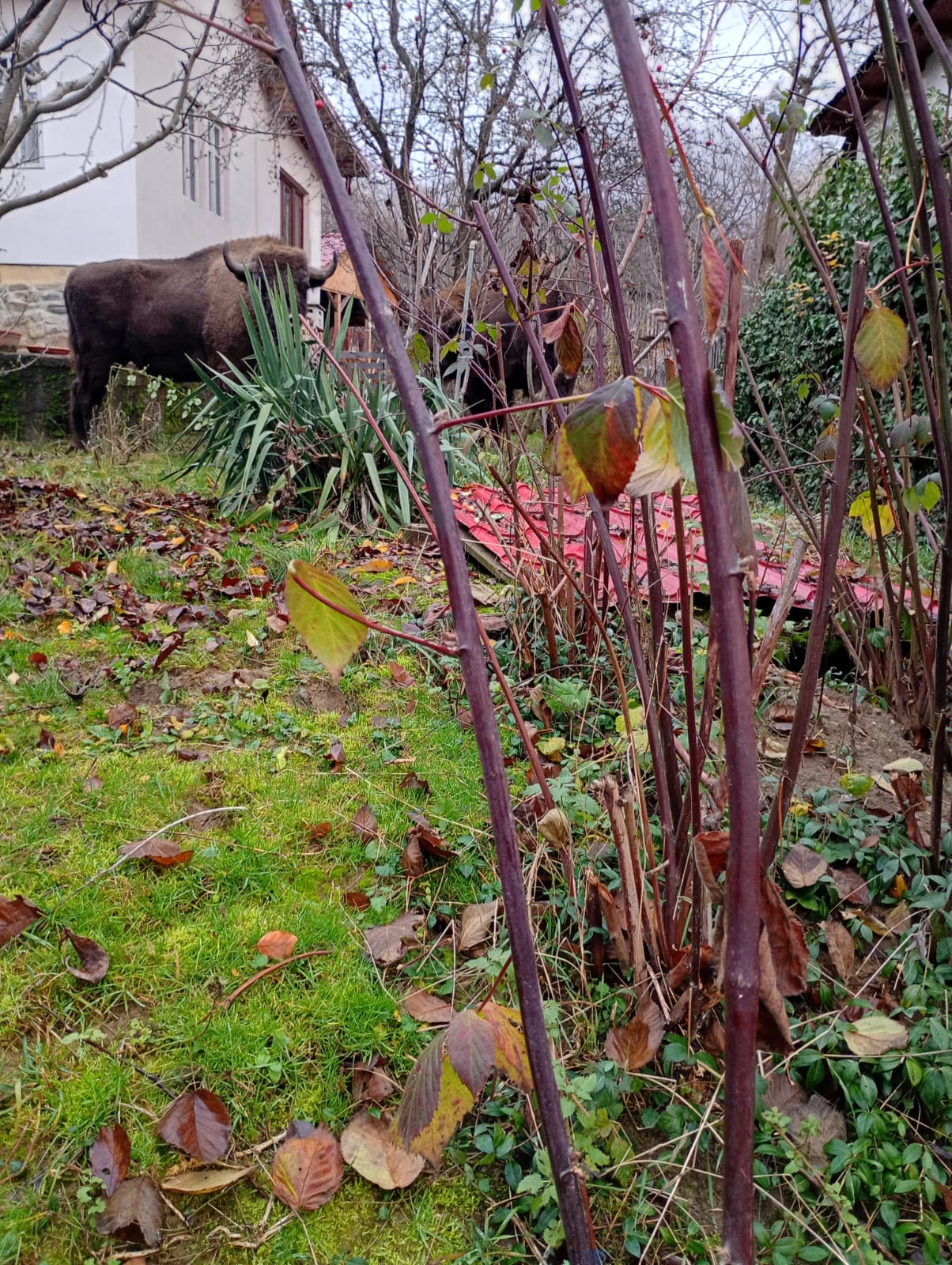 Zimbru în grădină la Brăduleț