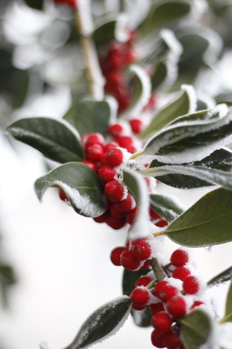 Foto: Iarnă rece, © J_Pascal | Pixabay