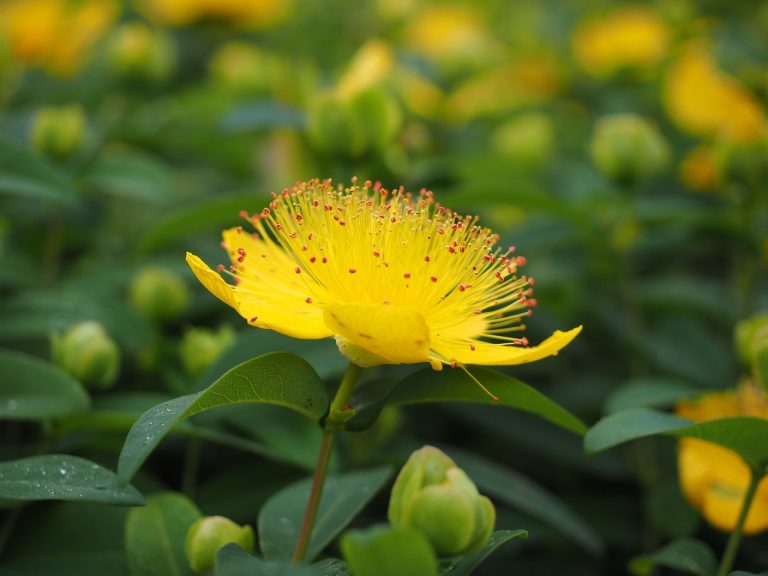 Foto: Ierburi Johannis, ©Hans | Pixabay