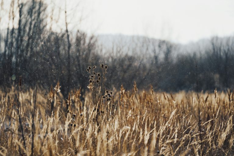 Foto: Maxim Tolchinskiy | Unsplash