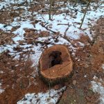 Arbori uscati la Felix